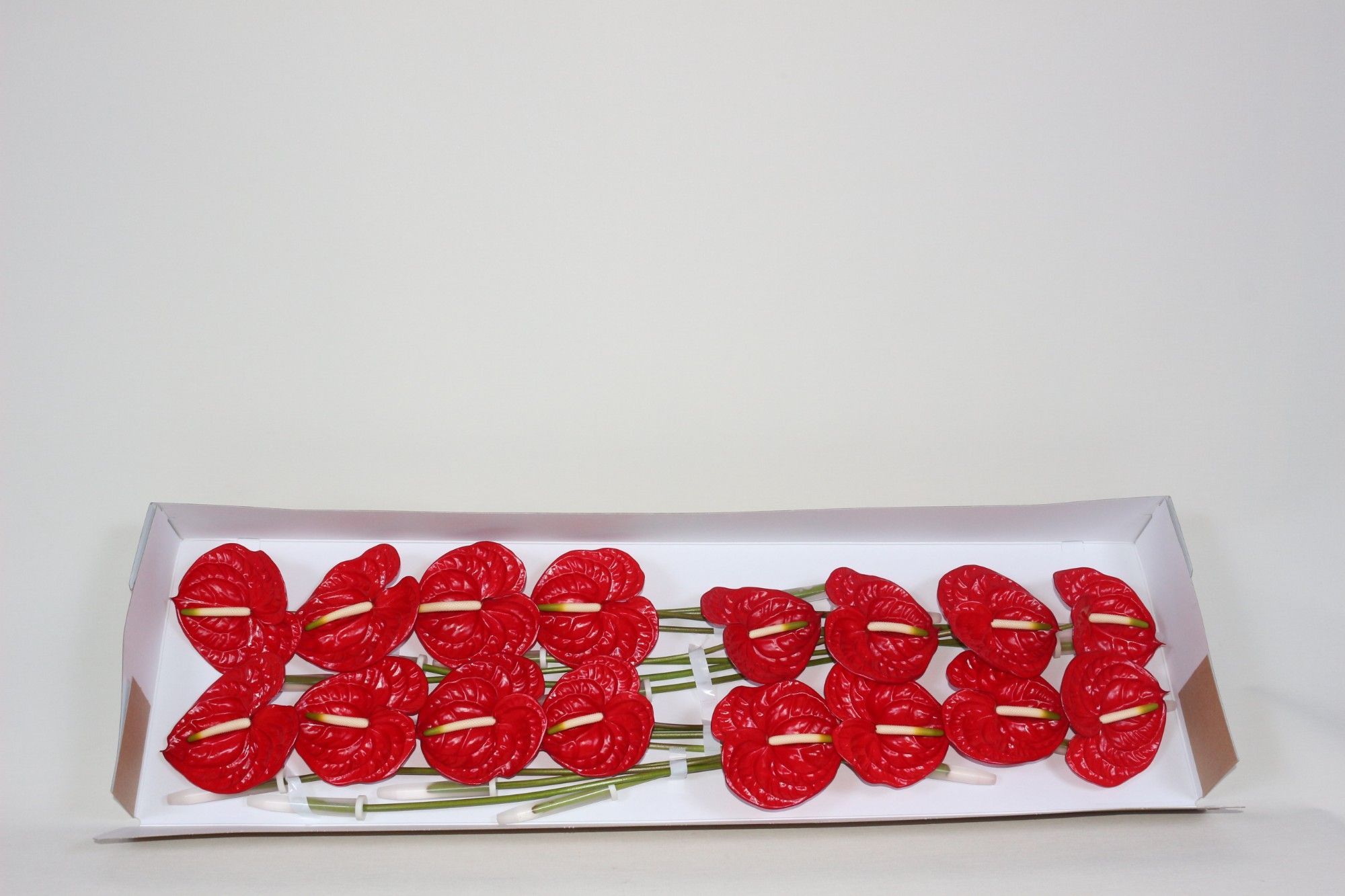 Антуриум Этерно x16, шт.