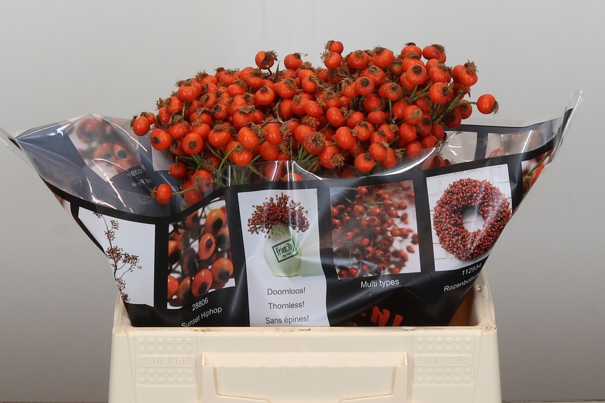 Рузботель Хипхоп Сансет 35, шт.