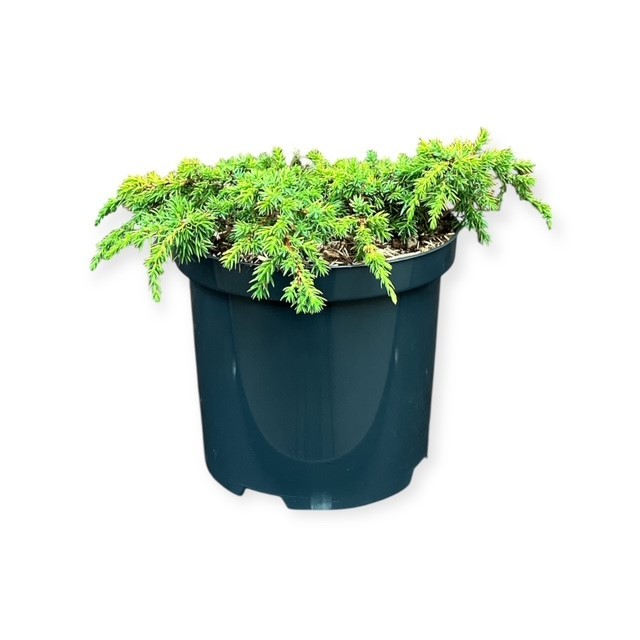 Juniperus c. 'Lemon Carpet', D 18