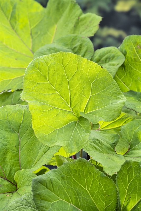 Petasites hybridus (18x18), D 18