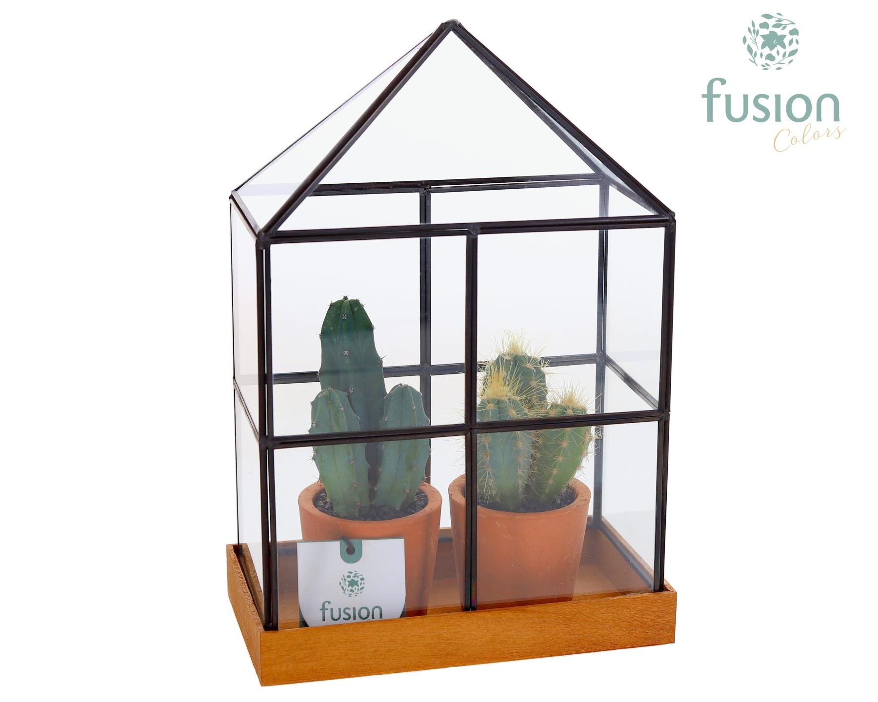 Glas Huisje met metaal Large met Cactussen, D 19
