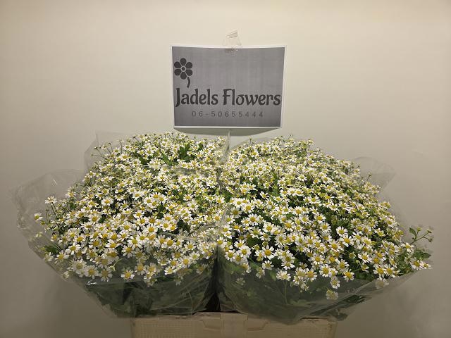 Танацетум Сингл Вегмо 55 (бел.), шт.