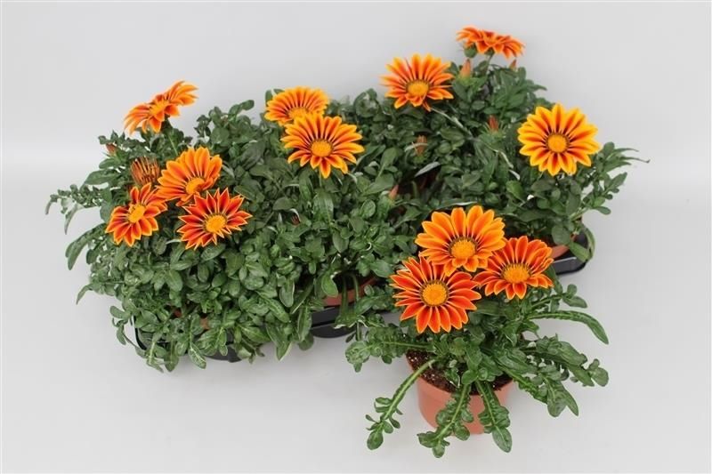 Gazania Big Kiss Yellow Stripe, D 13