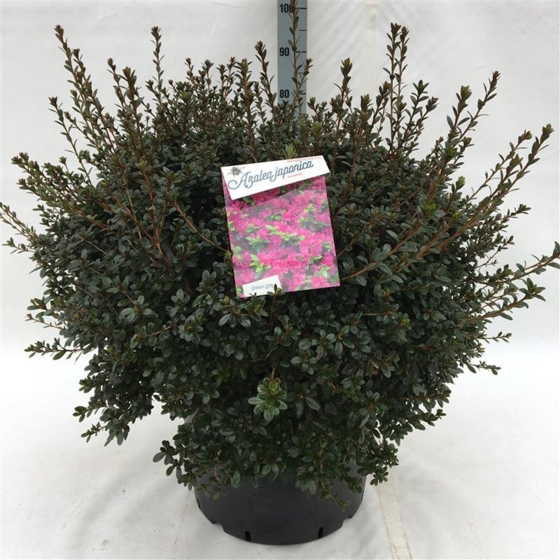 Rhododendron (AJ) 'Amoenum', D 52