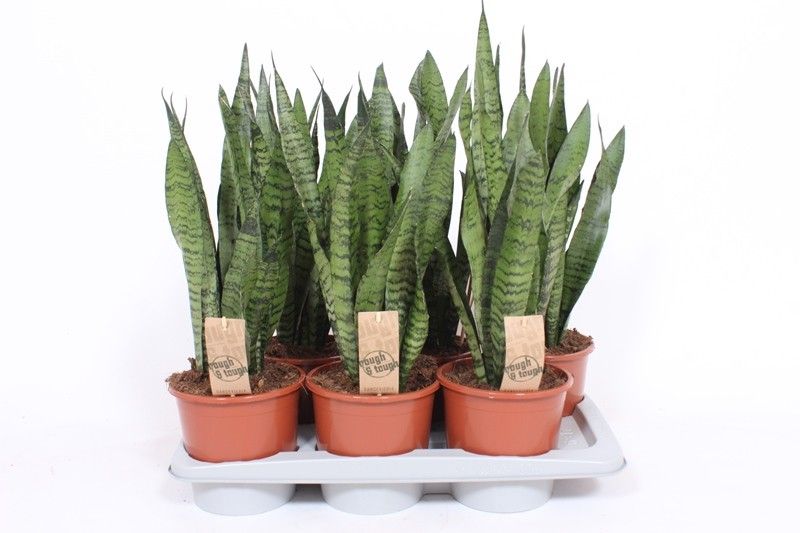 Sansevieria zeylanica, D 17