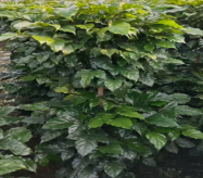 Радермачера синика 1.8 Галлон олл Тво-тиер Грин Трежер Род 28 150