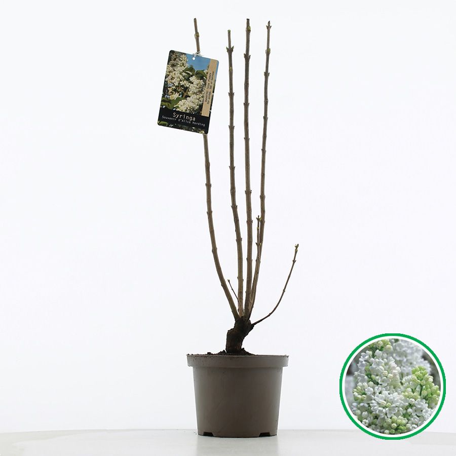 Syringa vulgaris 'Souv. d'Alice Harding' C5 (23cm.), D 23