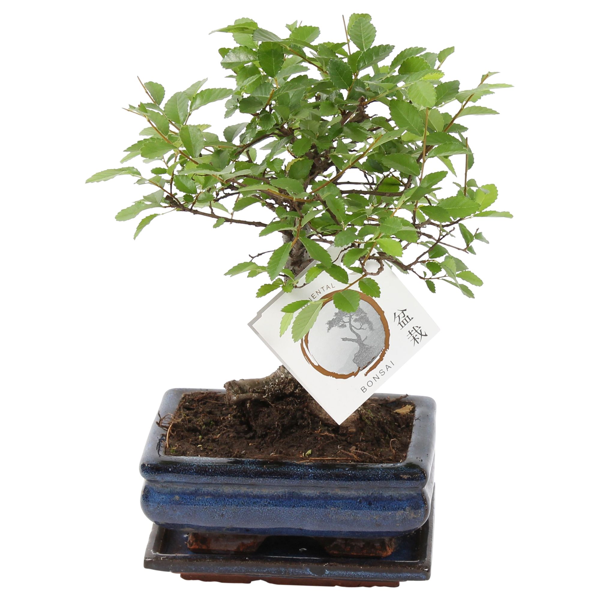 Bonsai 'Zelkova parv.' in ø15cm Ceramic Ball Shape with Saucer, D 15