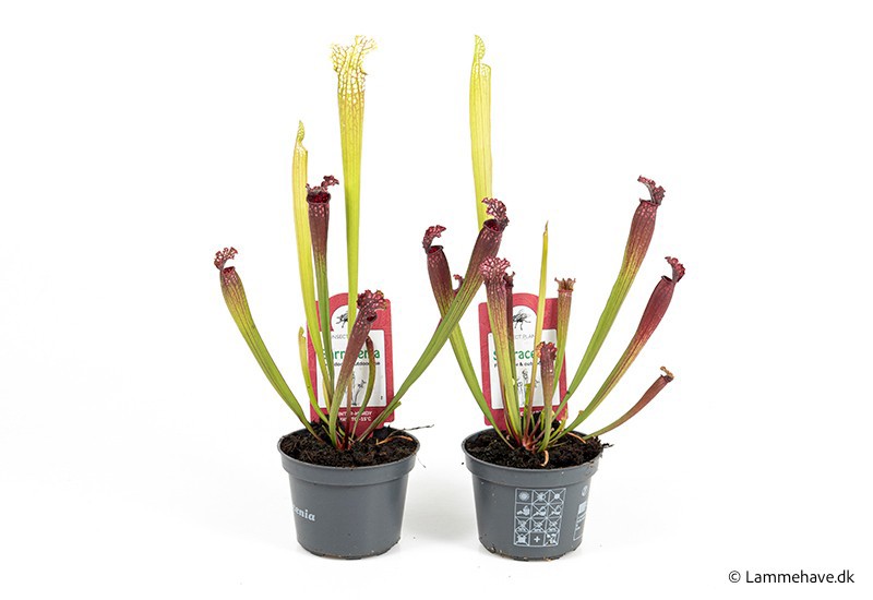 SARRACENIA PURPUREA 'Texas' 103, D 9 cm