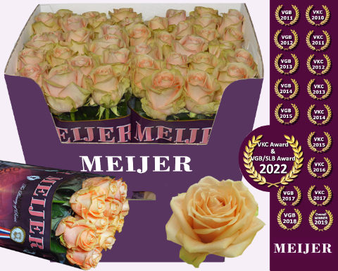 Роза од. Перл Аваланш+ 90, шт.