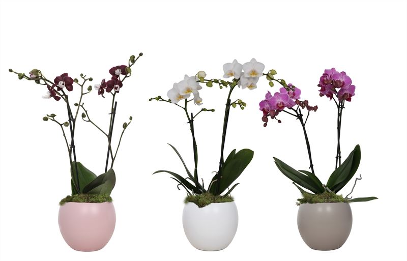 Lisa p12 bolpot mix Phal multiflower mix 2T22+, D 12 cm