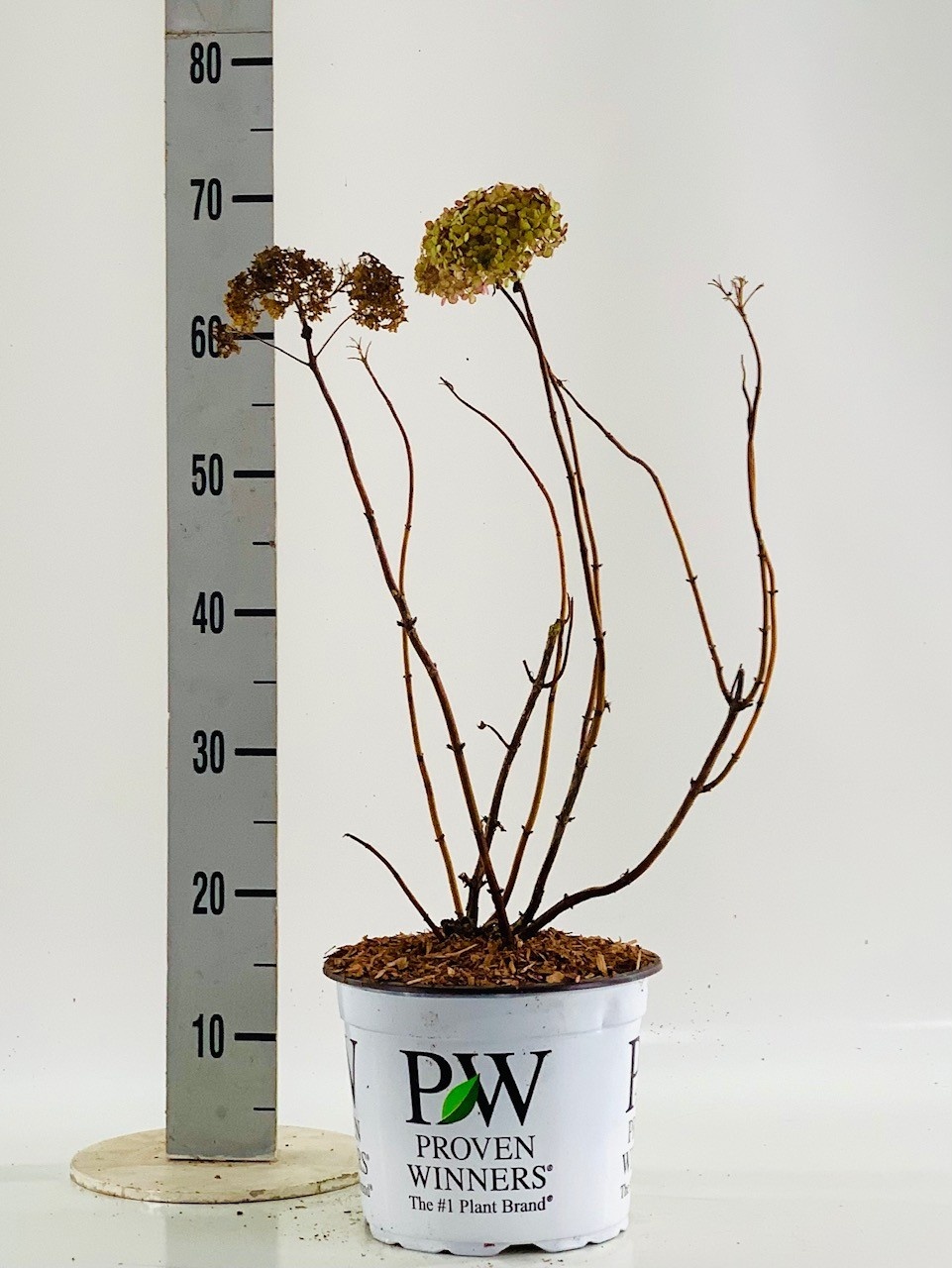 Hydrangea arb. 'Pink Annabelle' ® 60-80cm, D 23