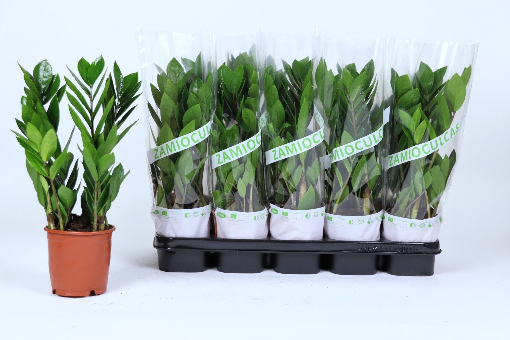 Zamioculcas Lengte 40/45 - 3+ Veren, D 12