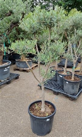 Olea Europaea Pon Pon P50 H200 Nr11, D 50
