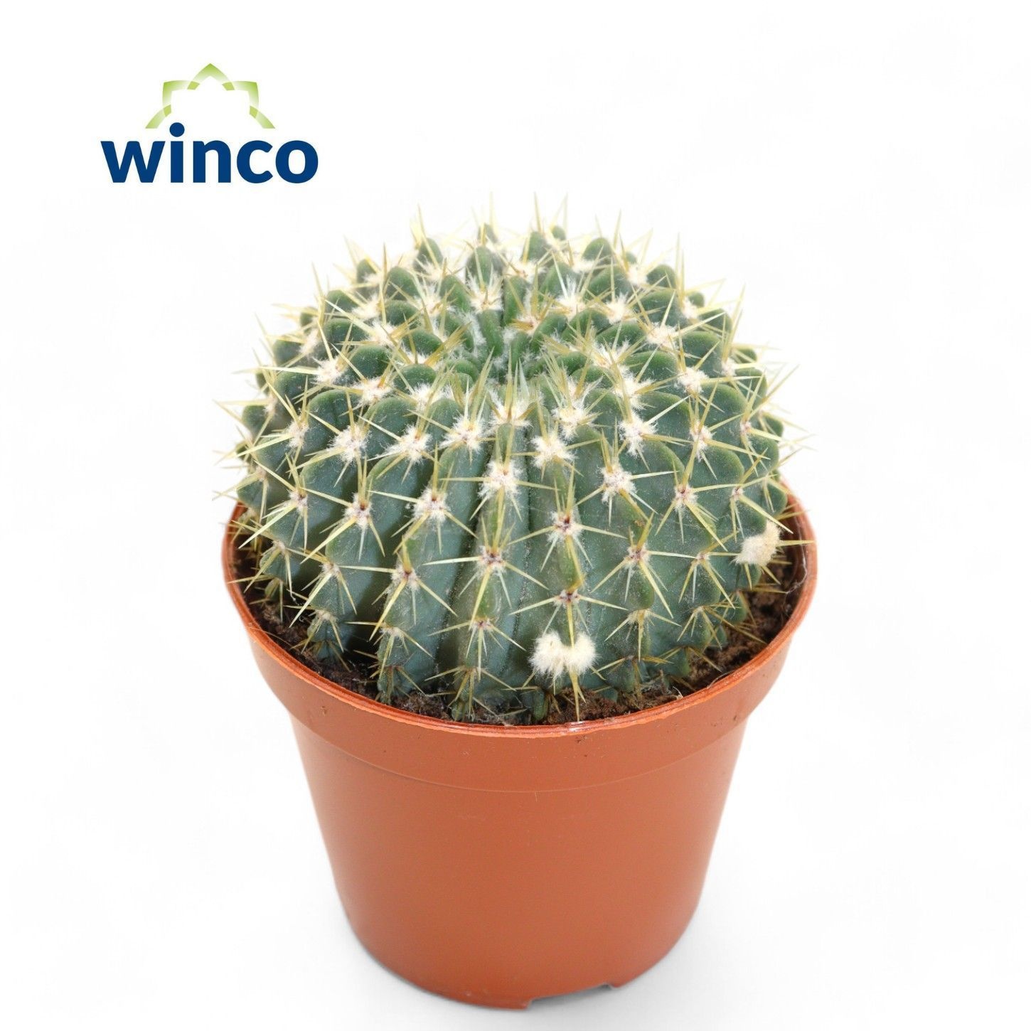 Buiningia Brevicylindrica, D 5,5