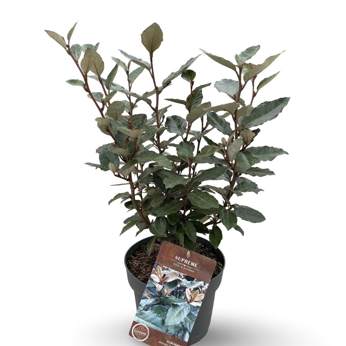 Elaeagnus ebb. 'Compacta', D 21