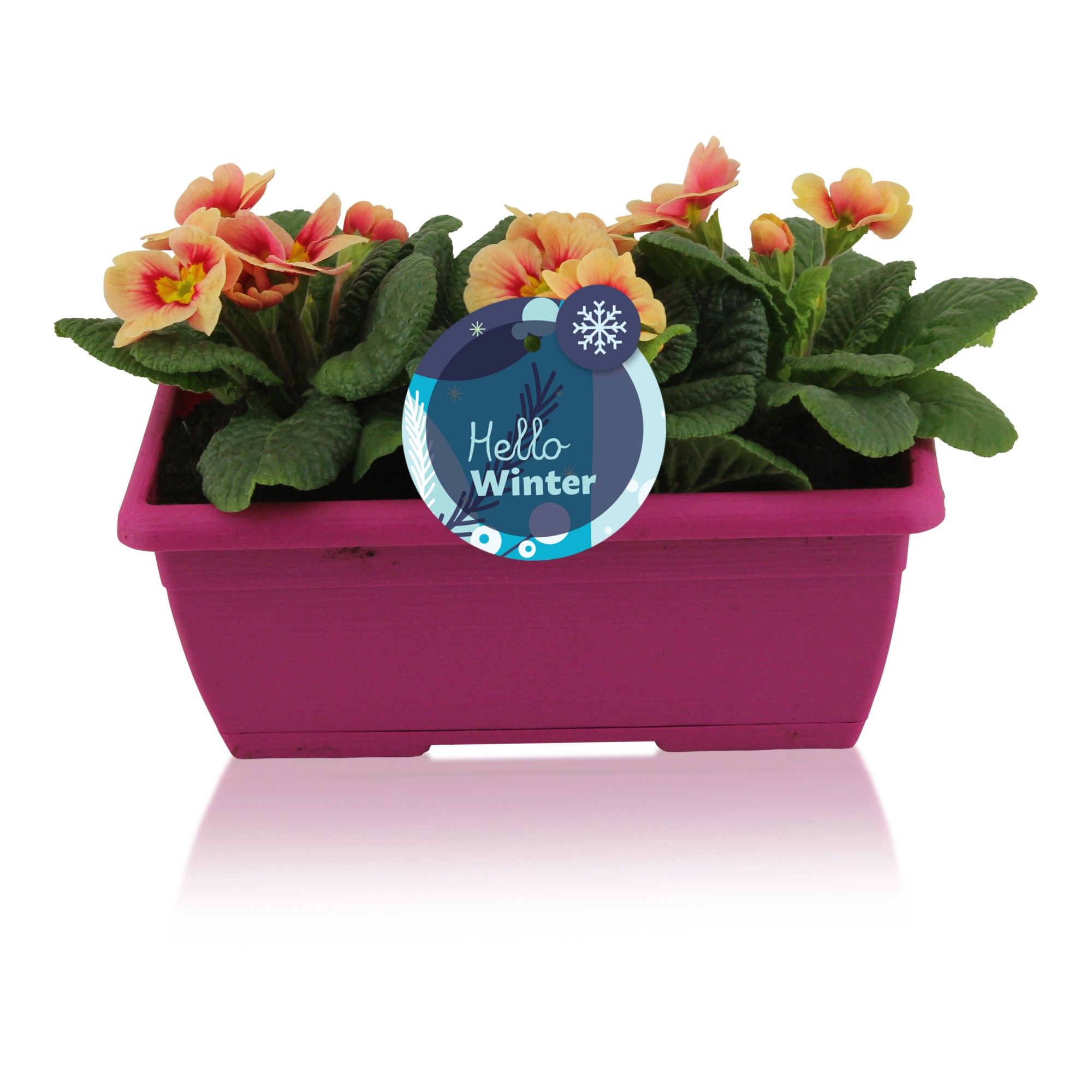 Primula Acaulis in Roze Duobakje, D 25 cm