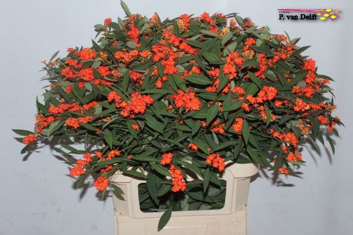 Эуфорбия куст. Квин Оф Оранж 80, шт.