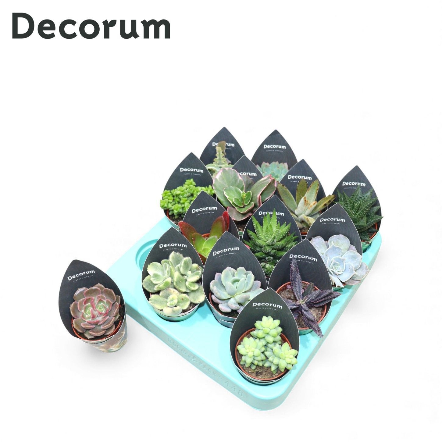 Succulenten Mix (14spc.) (decorum), D 5,5