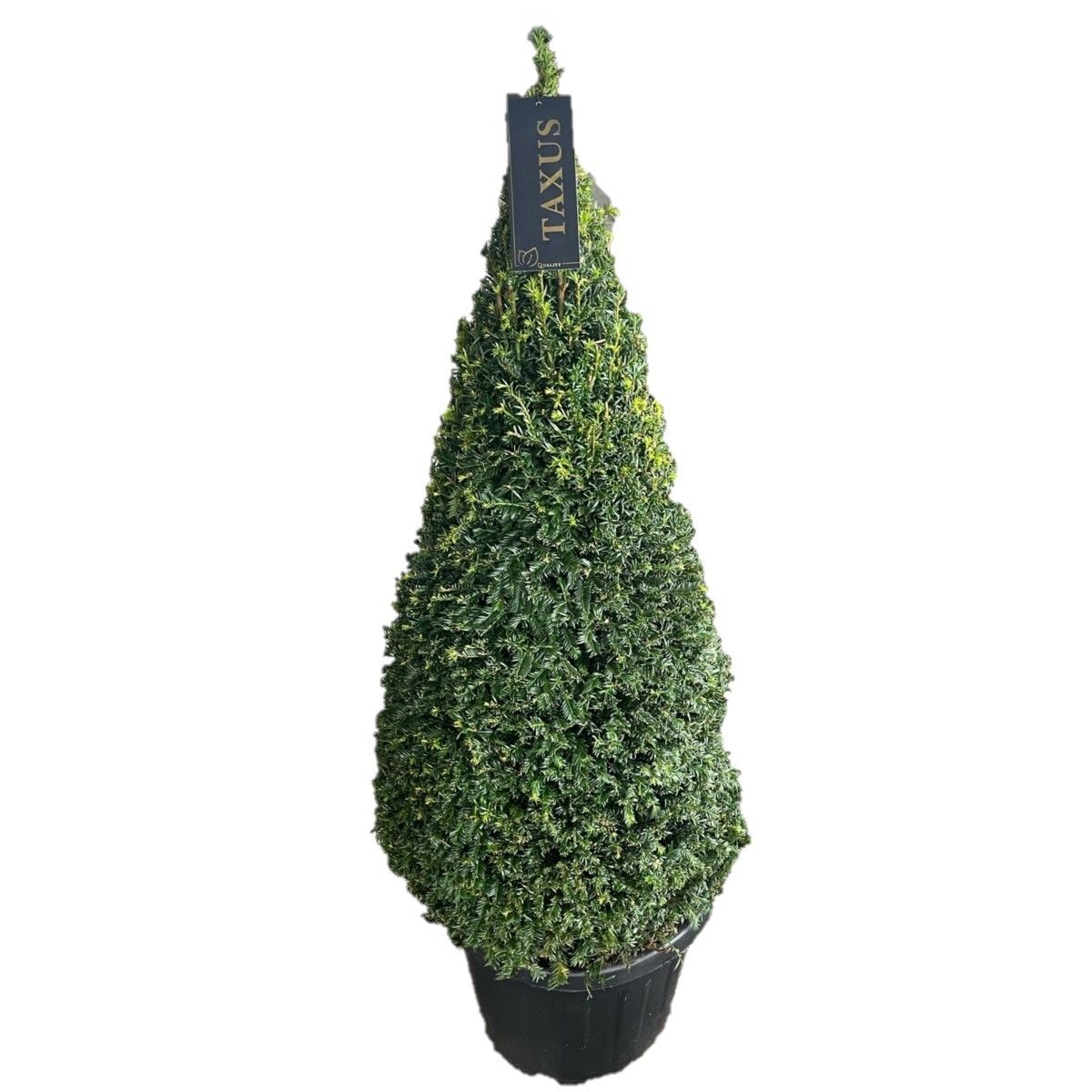 Taxus baccata Pyramiden p42 (z) 120-+ ©, D 42