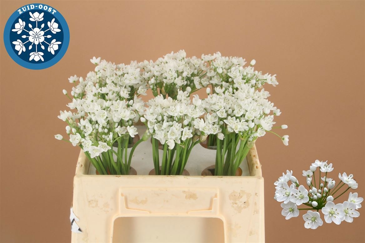 Аллиум Флокон 35 (бел.), шт.