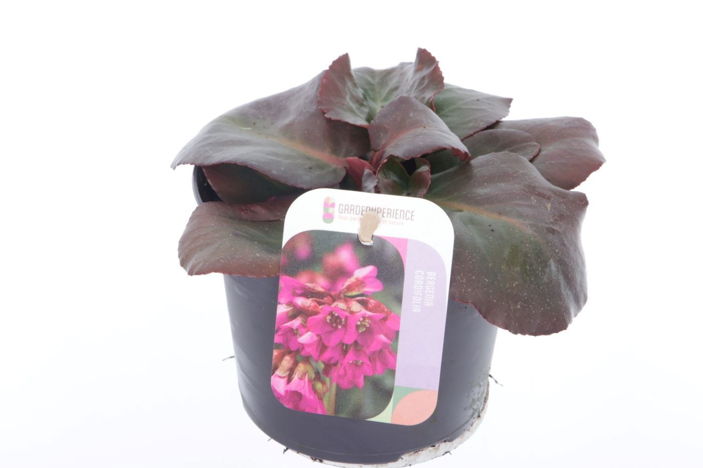 Bergenia shoeshine rose, D 13