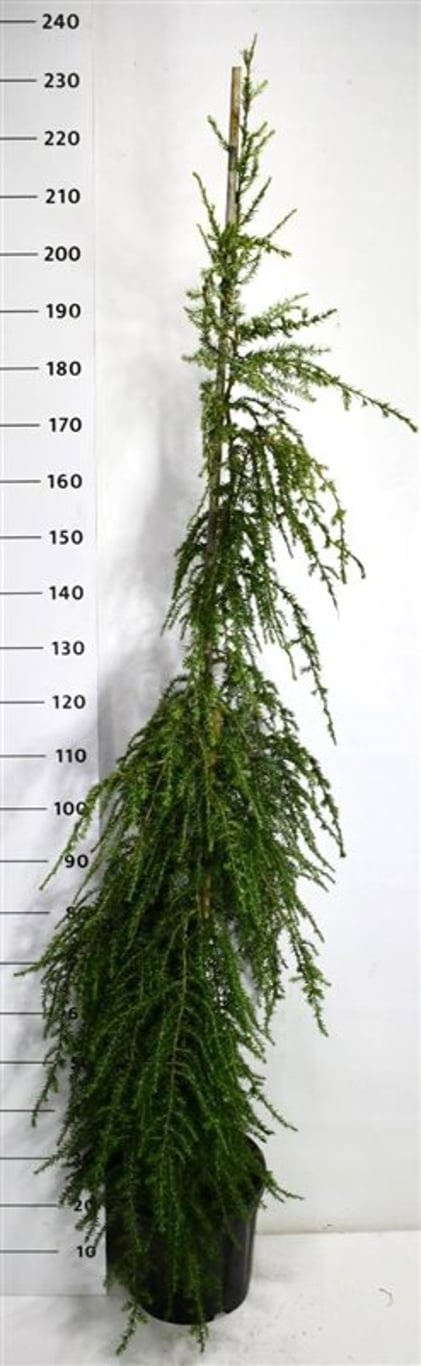 Tsuga can. 'Pendula', D 32