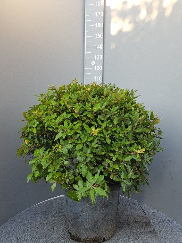 Quercus ilex, D 28
