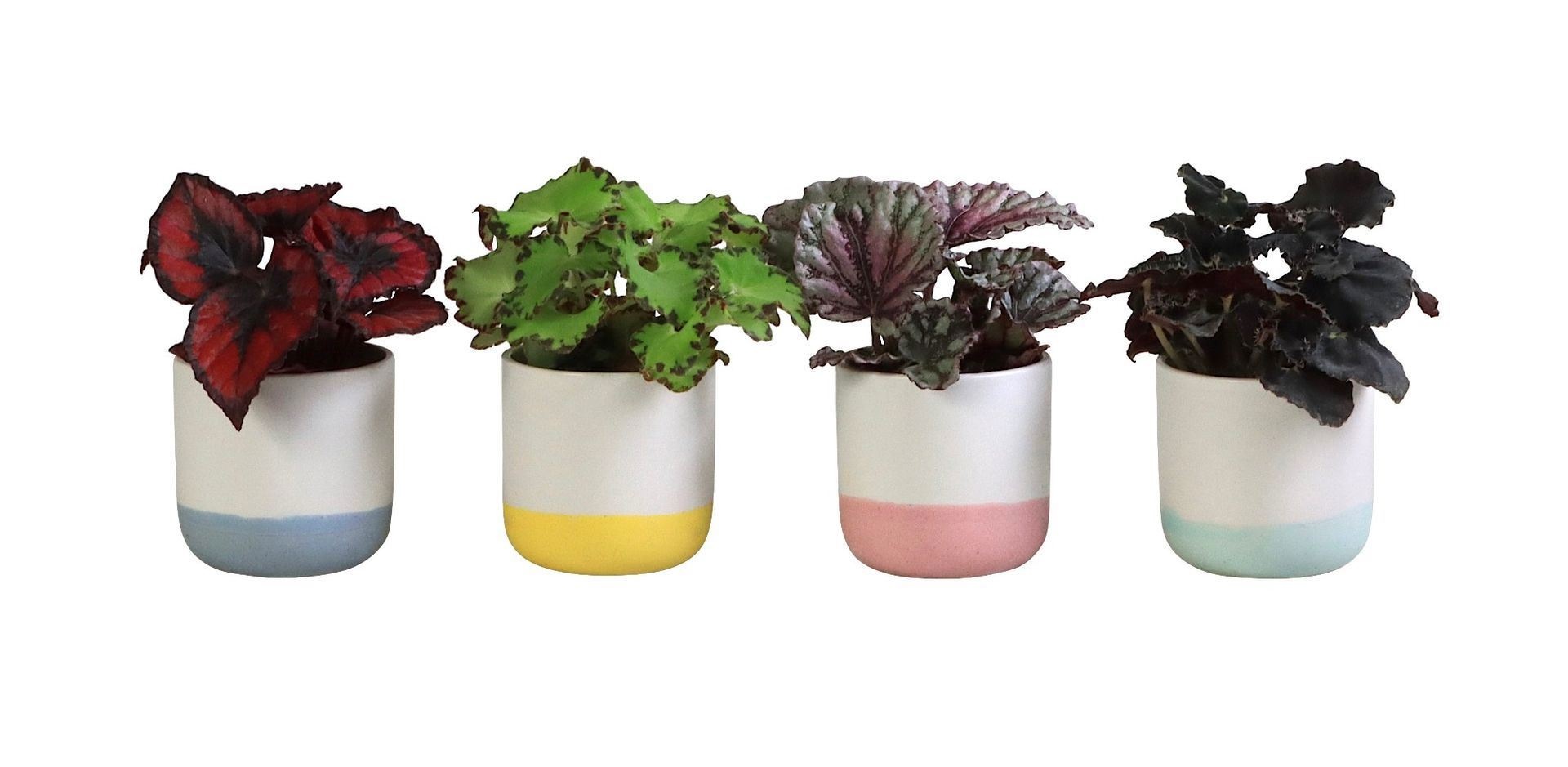 L 697 with Begonia Rex Mix 6 cm, D 6