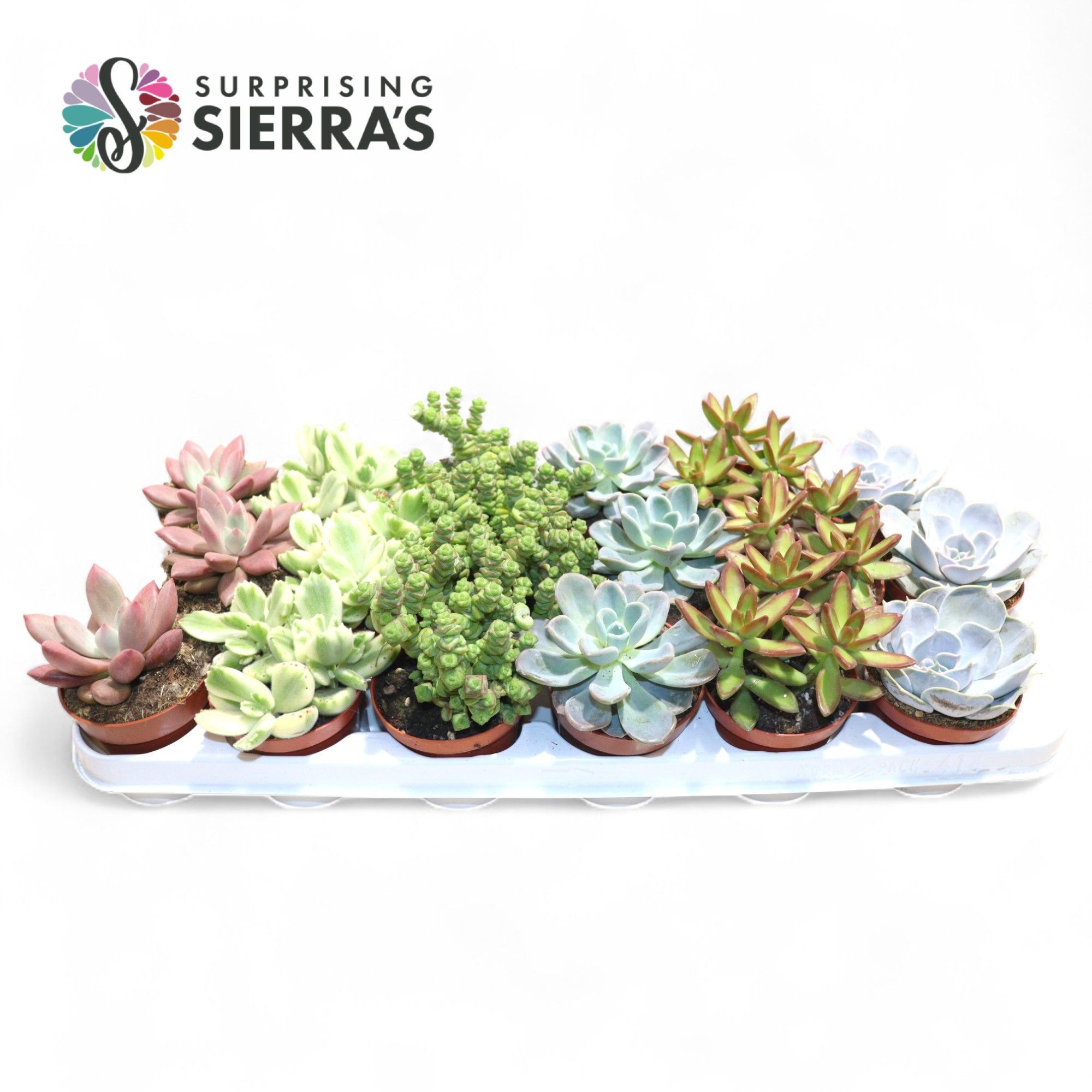 Sierra's® - Sevilla Succulent Mix (Deluxe), D 8,5 cm