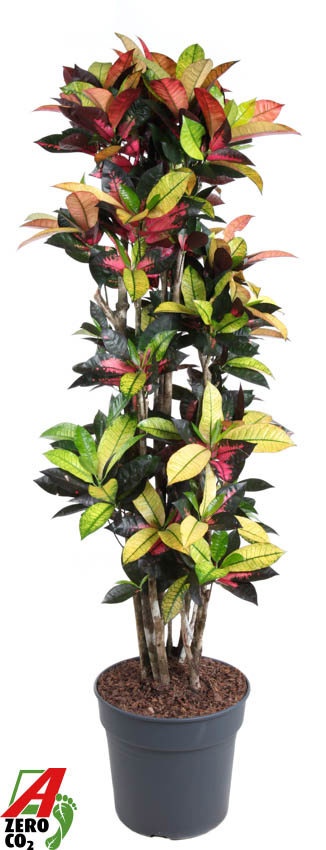 Codiaeum Mrs Iceton vertakt P34-160, D 34