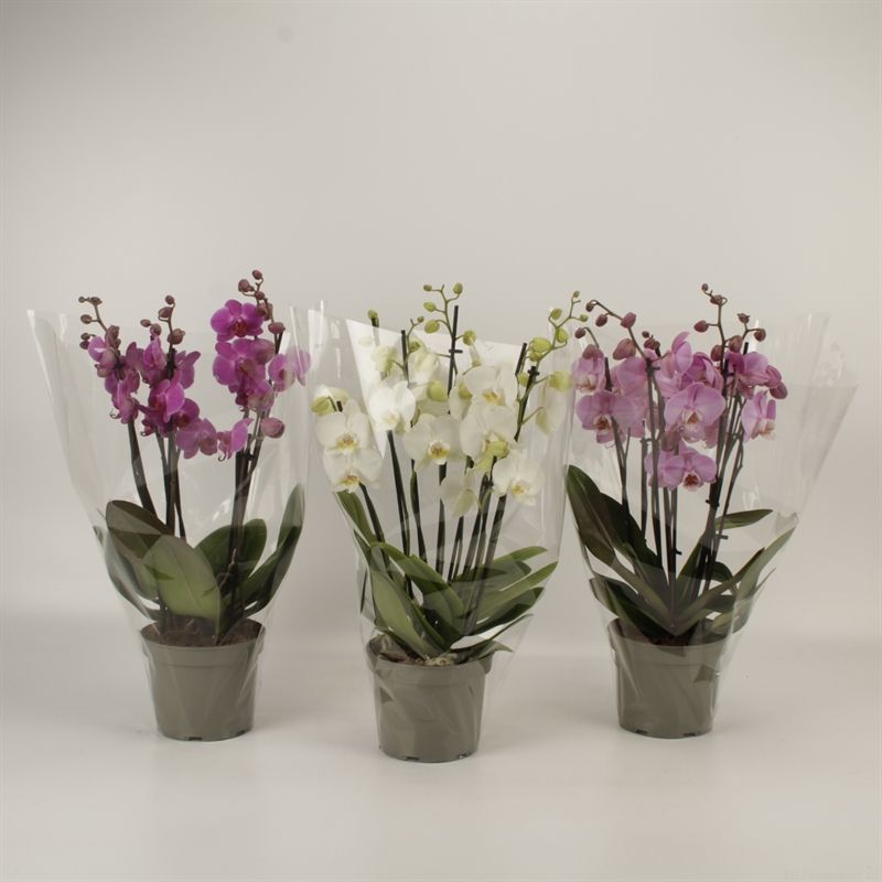 Phalaenopsis gemengd 8 tak gemengd in grijze kweekpot, D 17