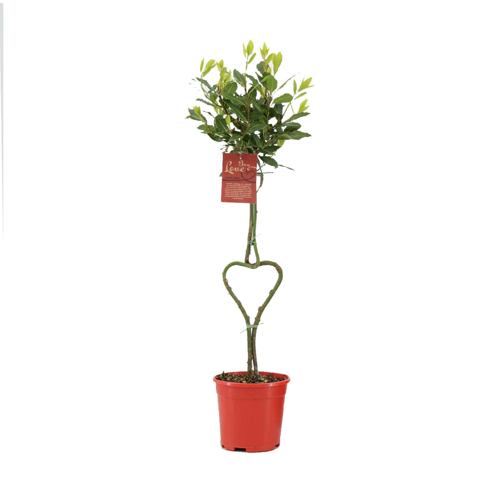 Laurus nobilis Hartvormige stam los, D 17