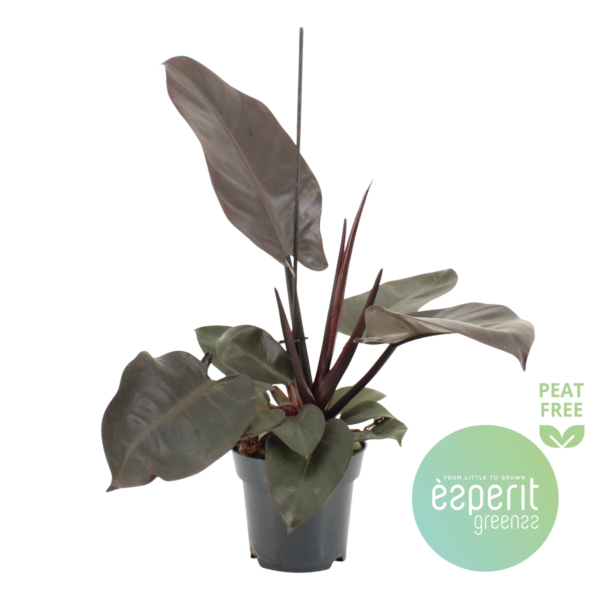 Philodendron Black Cardinal, D 14