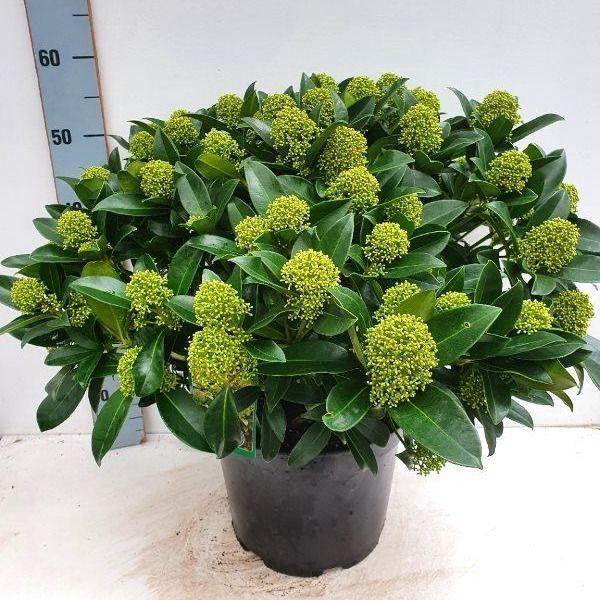Skimmia japonica 'White Globe®' 40+, D 29