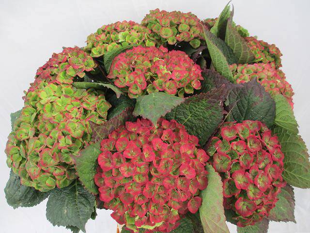 Гортензия Овериг Классик 60, шт.