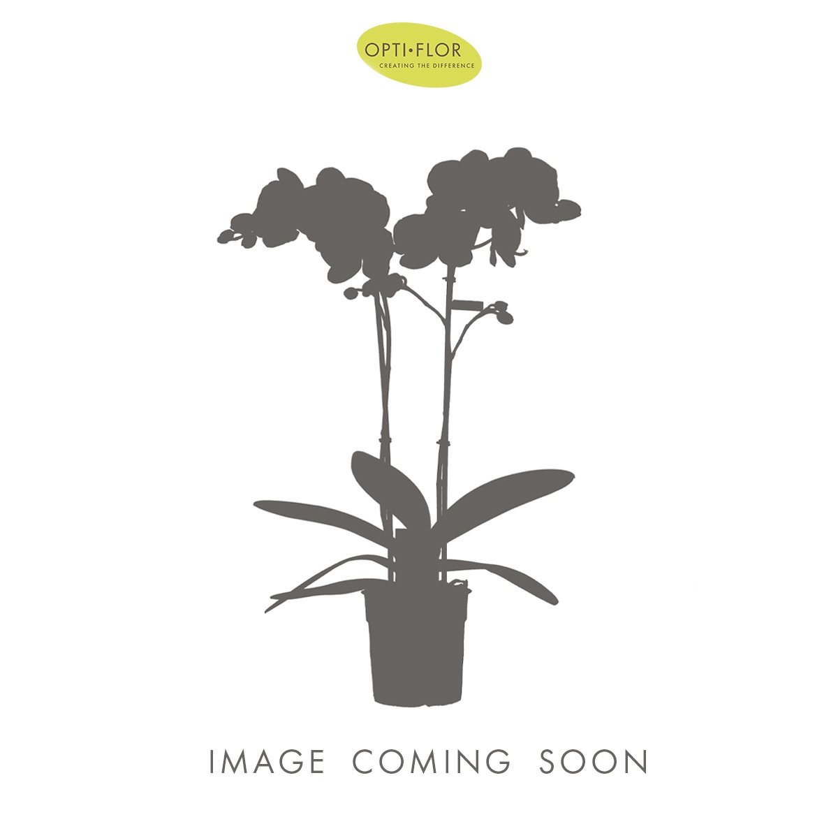 Colours P12 Cupido 3 spike, D 12