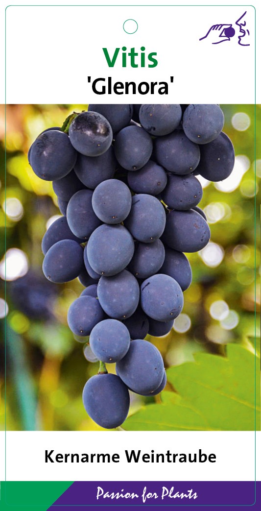 Vitis 'Glenora' 80CMC2, D 17 cm