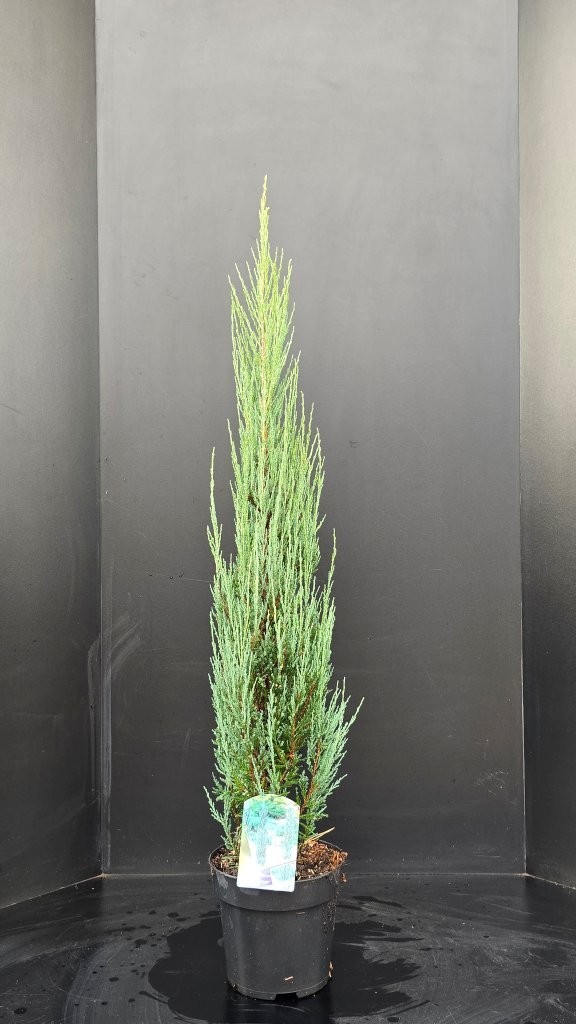 Juniperus scopulorum Blue Arrrow, D 26