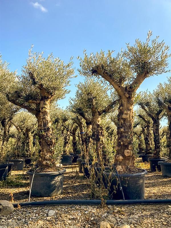 Olea europaea (220-280), D 60