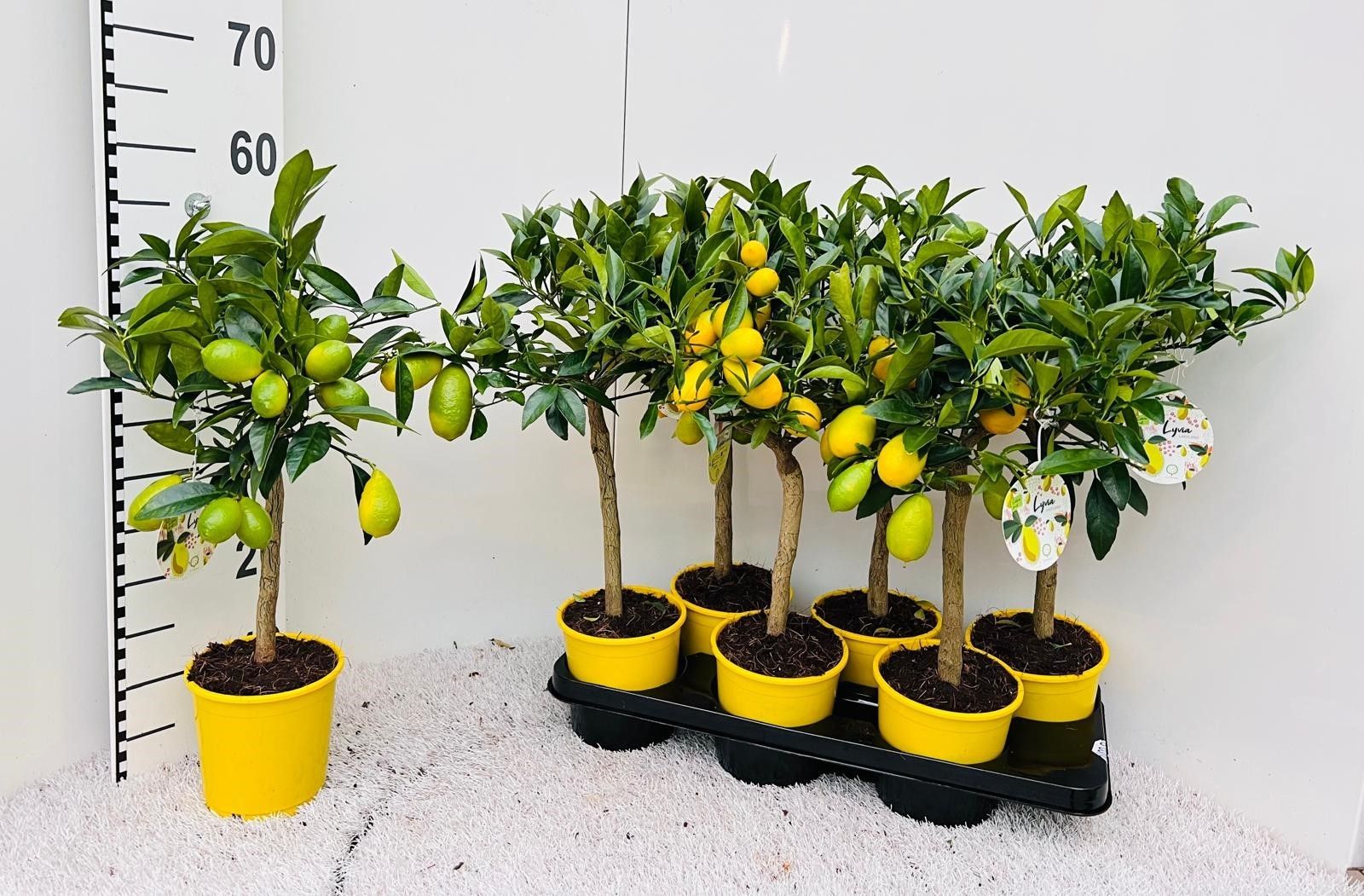 Citrus floridana Limon stem, D 15