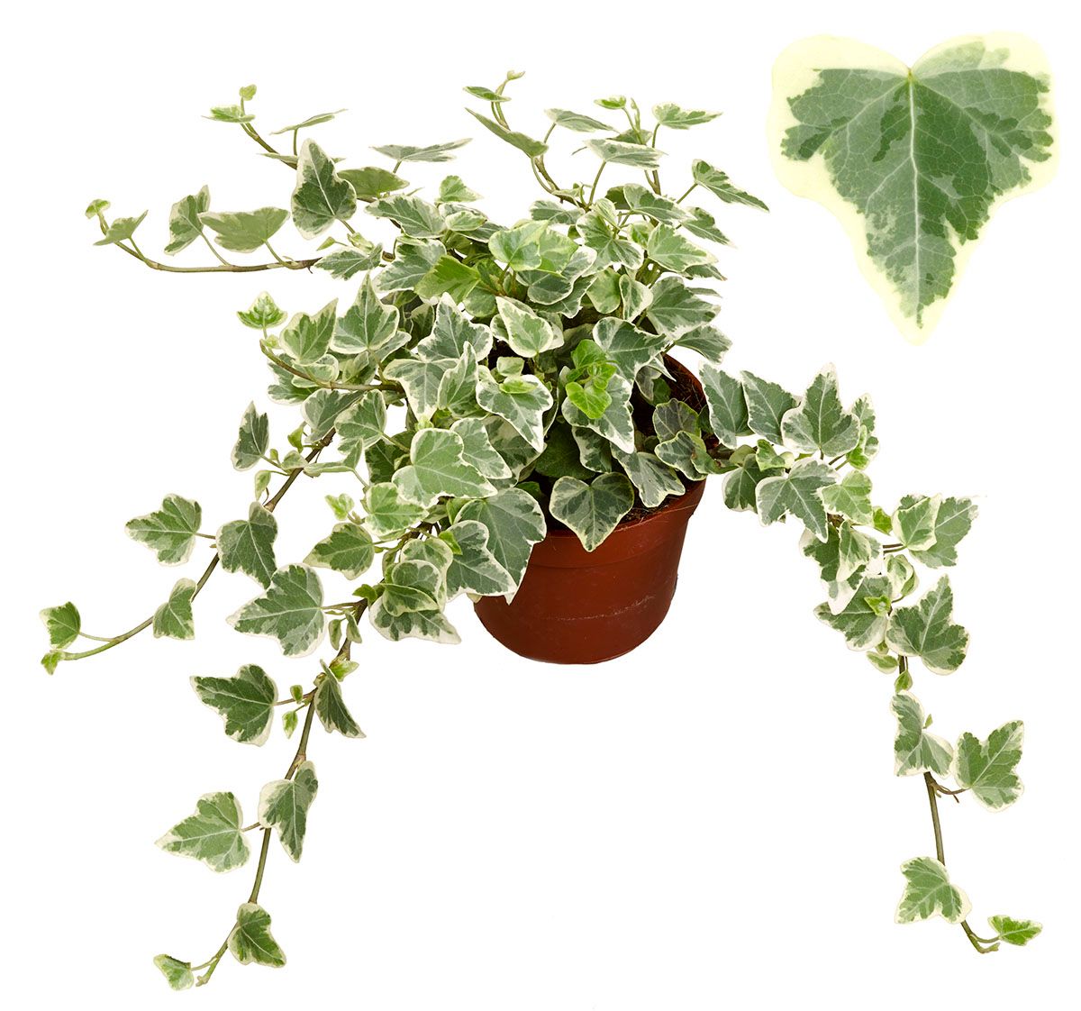 White Wonder 8,5cm, D 8,5