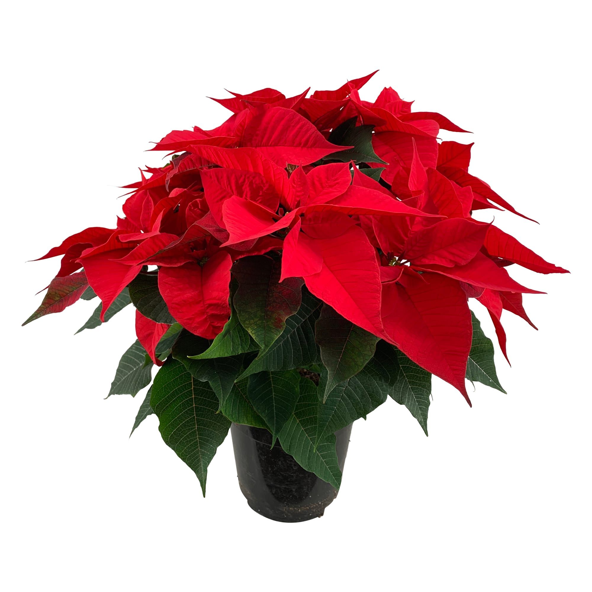 Poinsettia Christmas Feelings Red 12 + schermen, D 19 cm