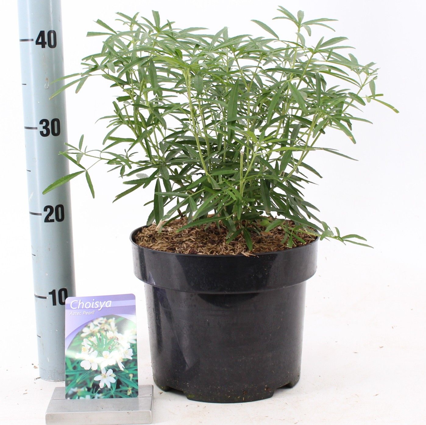 Choisya 'Aztec Pearl', D 23