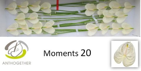 Антуриум Моментс x20, шт. Антуриум Моментс x20, шт.