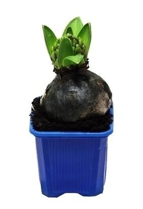 Hyacint Blue Pearl 7 cm, D 7