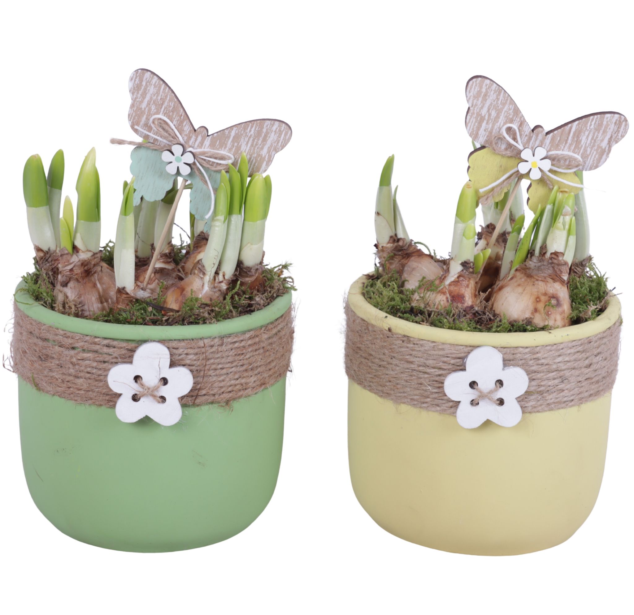 Bulbs Arr. Narcis Ceramic Pot Round Rope Flower Ø14cm, D 14