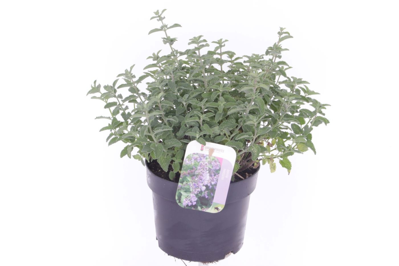 Nepeta faassenii Six Hills Giant, D 17
