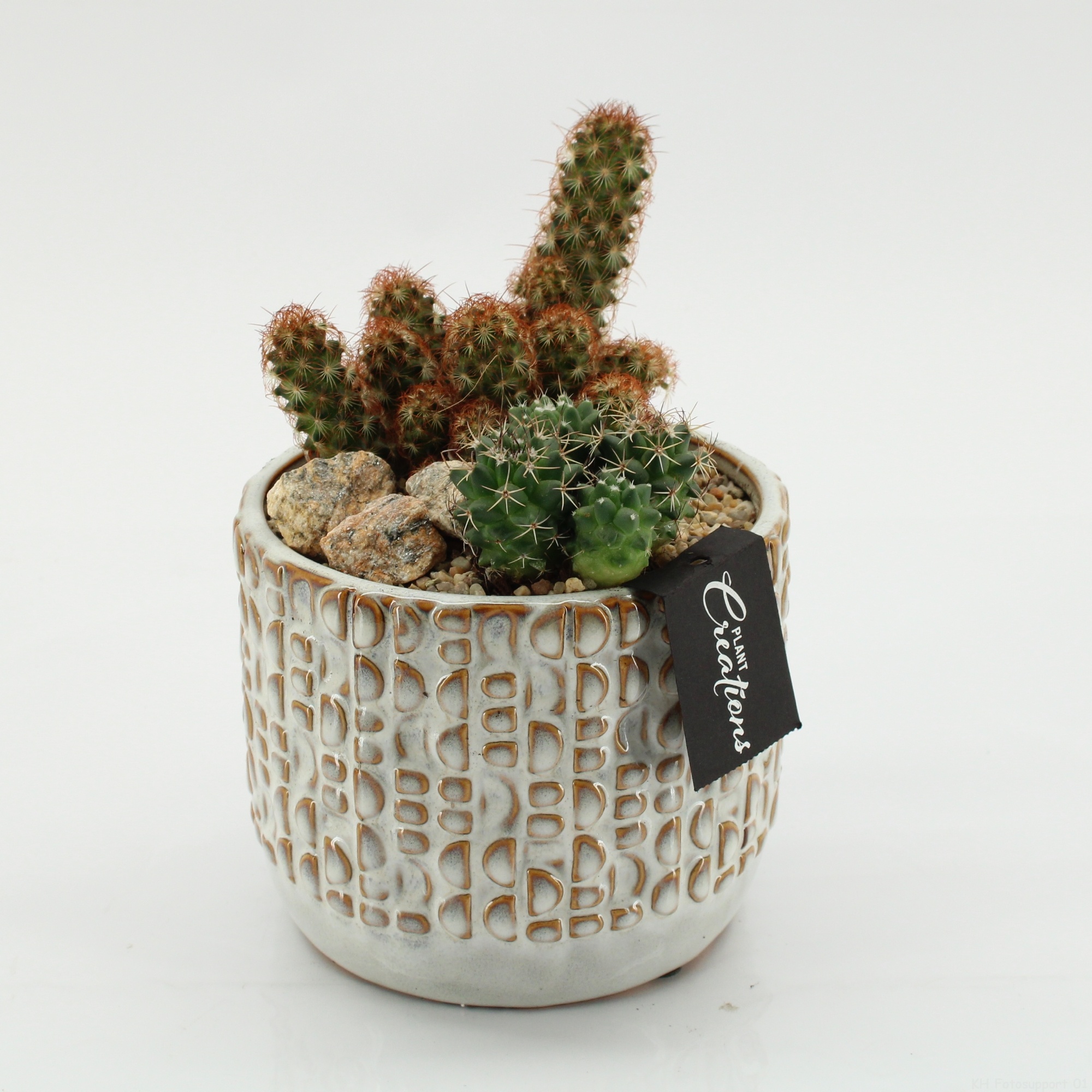 CTCR-2601 Cactus Essentials, D 14