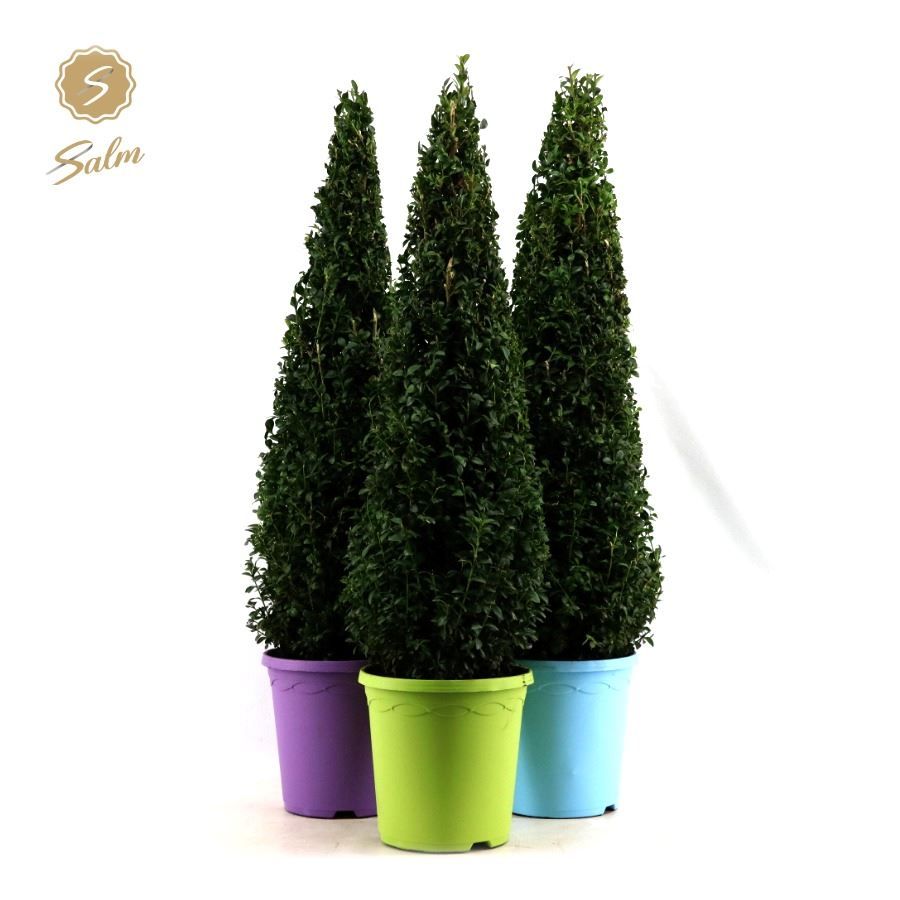 Buxus semp. Pyramid 70cm P23 in Pot Colour, D 23